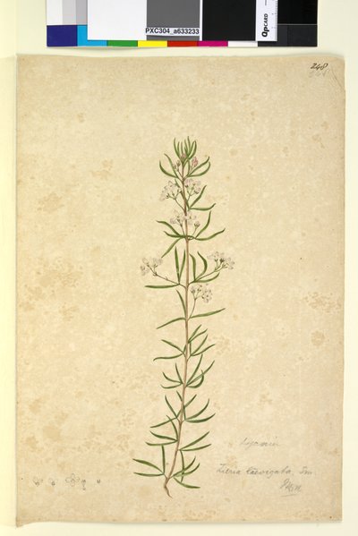 Seite 248. Zieria laevigata von John William Lewin